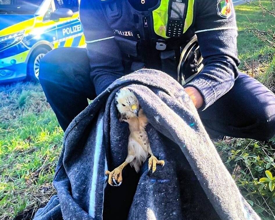 „Ergreifender Einsatz“ in Hamminkeln: Polizei rettet verletzten Bussard von Straßenrand