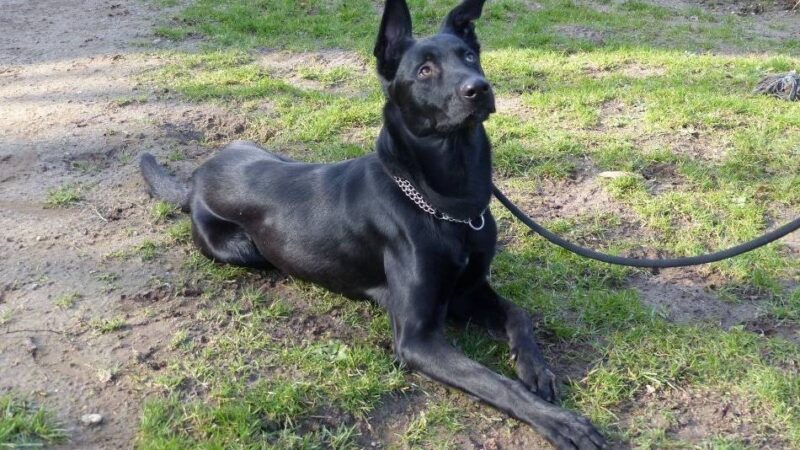 Kolumne Das Tier der Woche: Ace ist freundlich und sehr sportlich