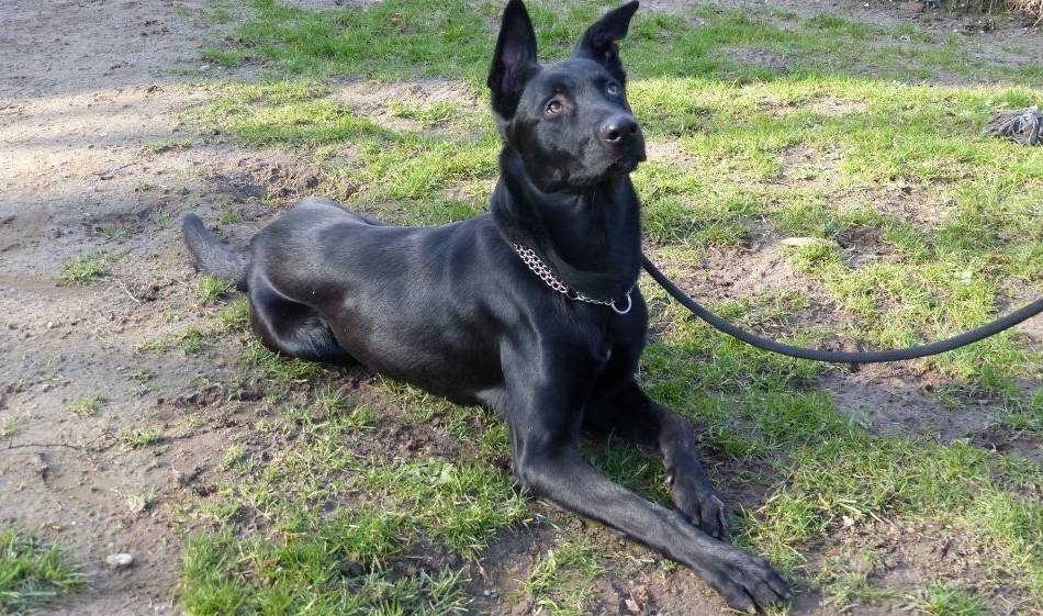 Kolumne Das Tier der Woche: Ace ist freundlich und sehr sportlich