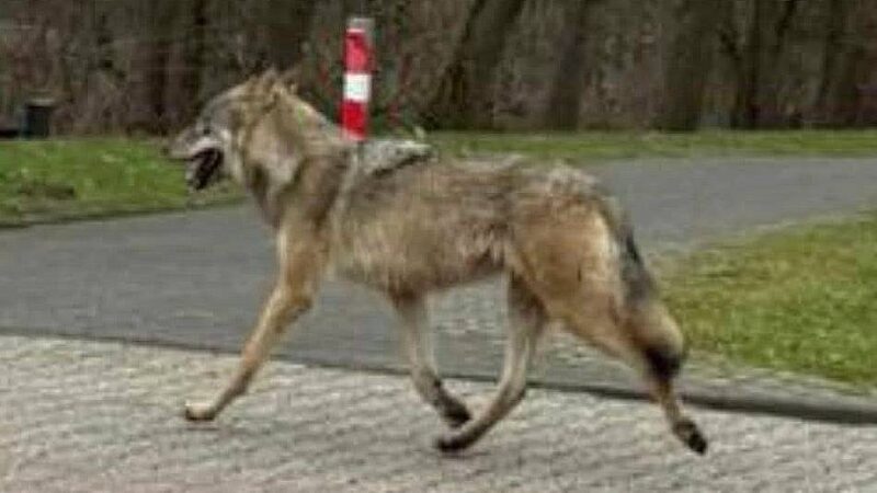 An mindestens drei Orten gesichtet: Wolf streift durch Hilden, Baumberg und Düsseldorf-Süd