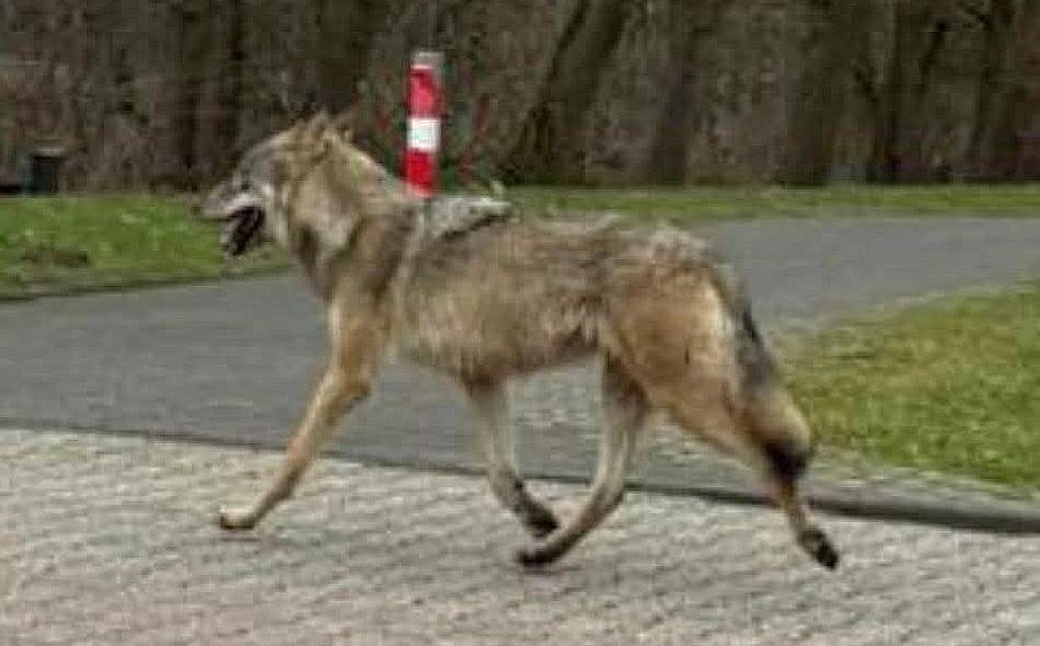An mindestens drei Orten gesichtet: Wolf streift durch Hilden, Baumberg und Düsseldorf-Süd