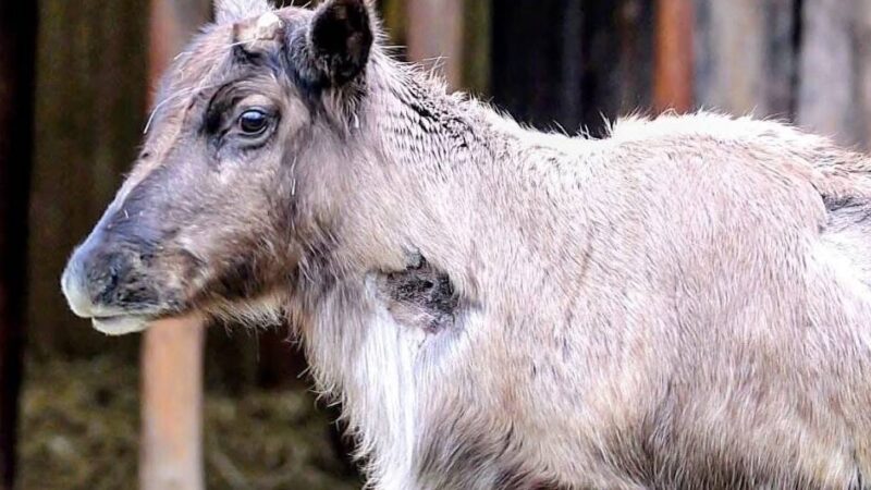 Neuzugang im Zoo Krefeld: Was ist das denn für ein Tier?