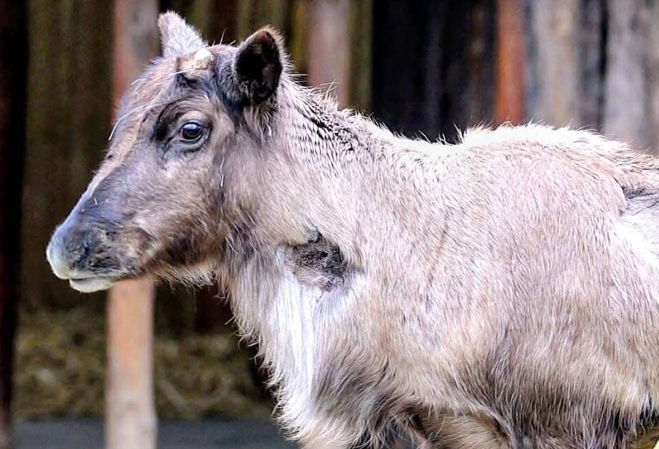 Neuzugang im Zoo Krefeld: Was ist das denn für ein Tier?