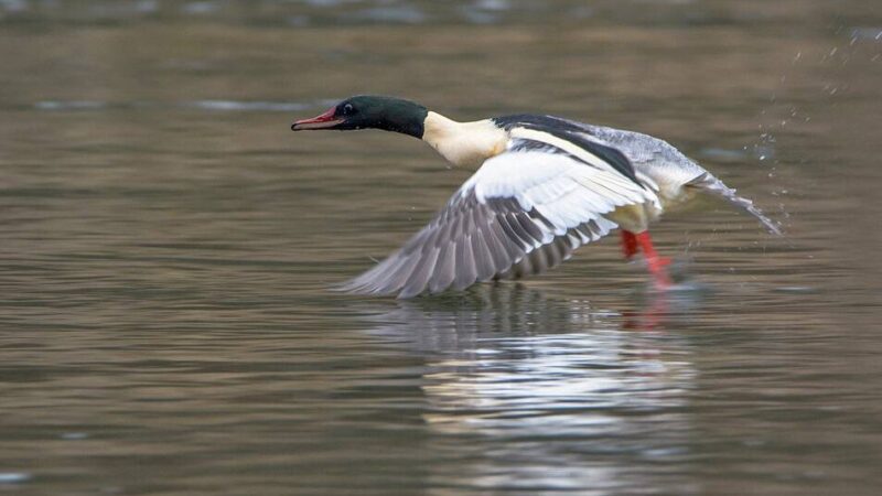 Natur im Oberbergischen Kreis: Auf einer Exkursion Wintergäste beobachten