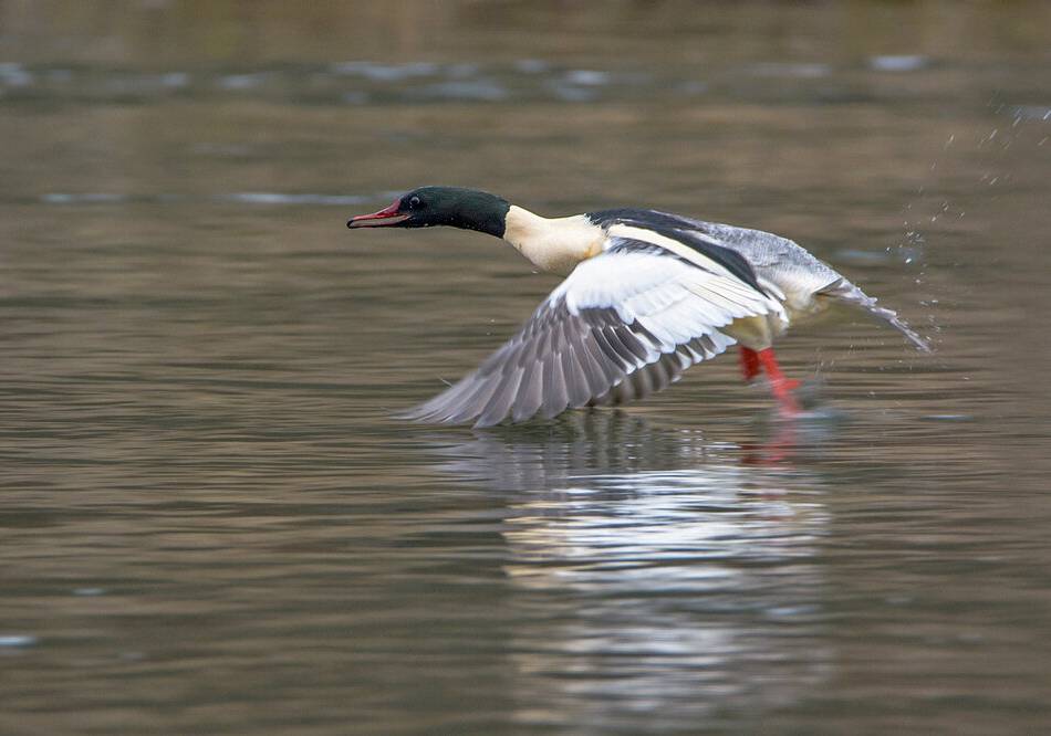 Natur im Oberbergischen Kreis: Auf einer Exkursion Wintergäste beobachten