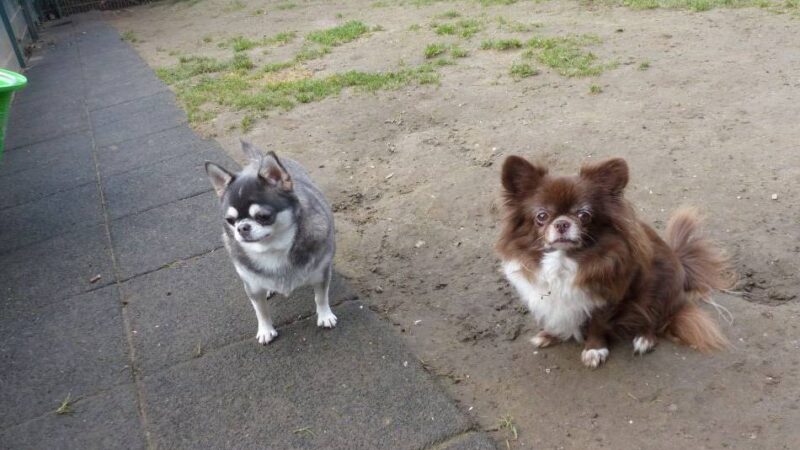 Tier der Woche: Ein rüstiges Rentnerpaar wäre optimal