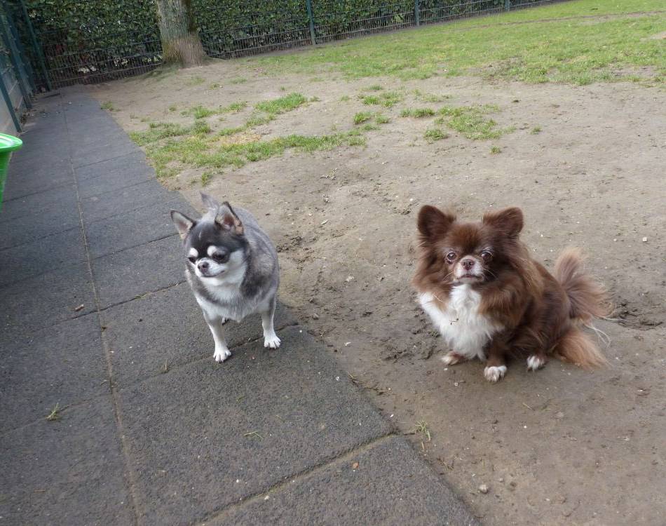 Tier der Woche: Ein rüstiges Rentnerpaar wäre optimal