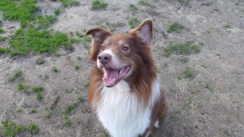 Tier der Woche: Ein Hund zum Arbeiten