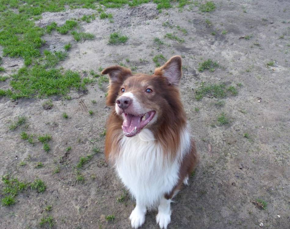 Tier der Woche: Ein Hund zum Arbeiten