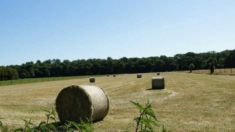 Bauvorhaben im Duisburger Süden: „Aus der Zeit gefallene Planung für die Bebauung für Wohlhabende“