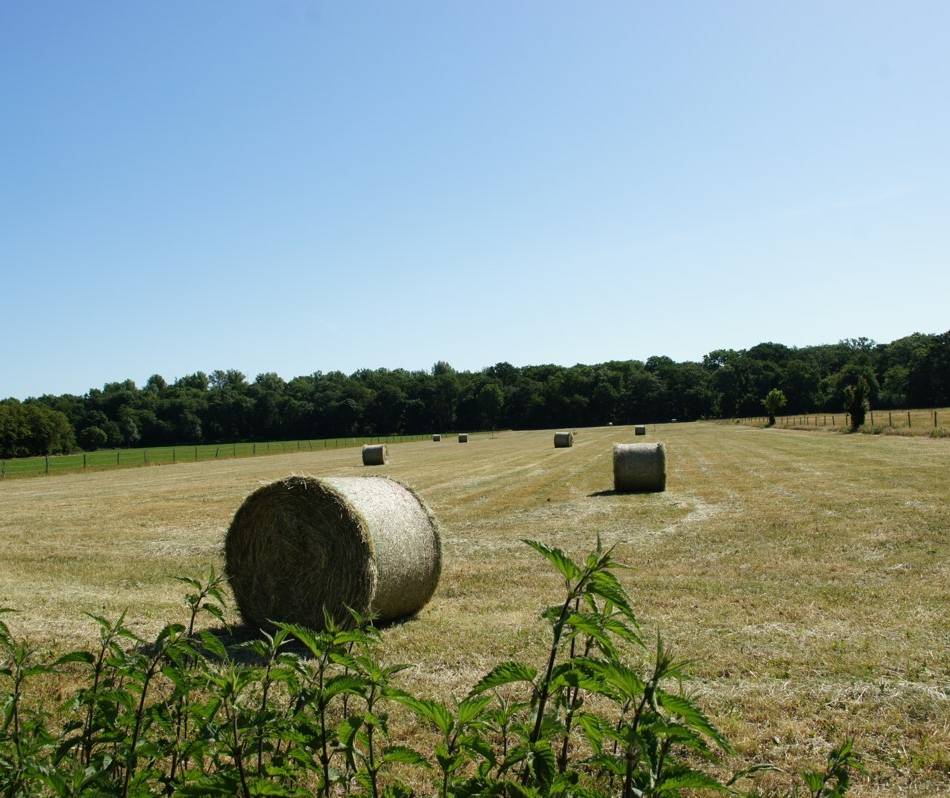 Bauvorhaben im Duisburger Süden: „Aus der Zeit gefallene Planung für die Bebauung für Wohlhabende“