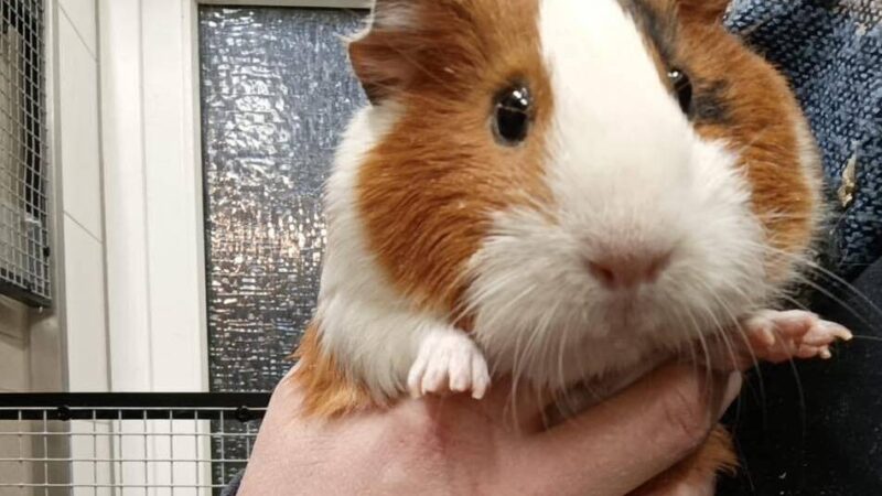 Allein im Rheinbahn-Bus unterwegs: Wer kennt dieses Meerschweinchen (oder seinen Besitzer)?