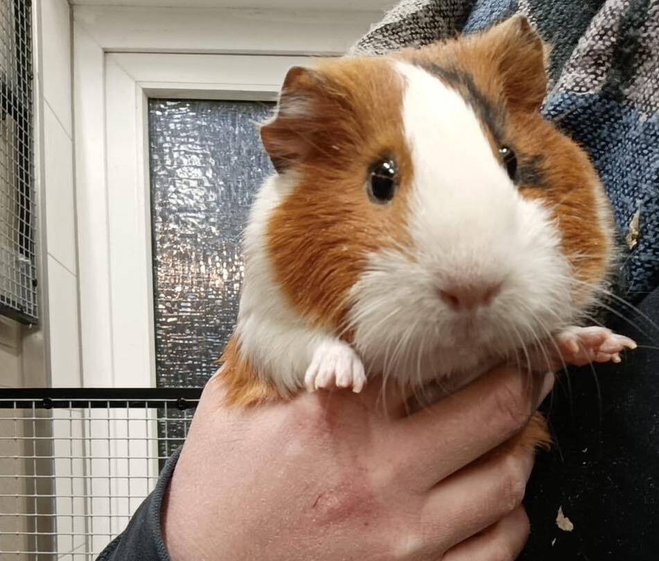 Tierheim Hilden: „Happy End“ für Meerschweinchen „Findibus“