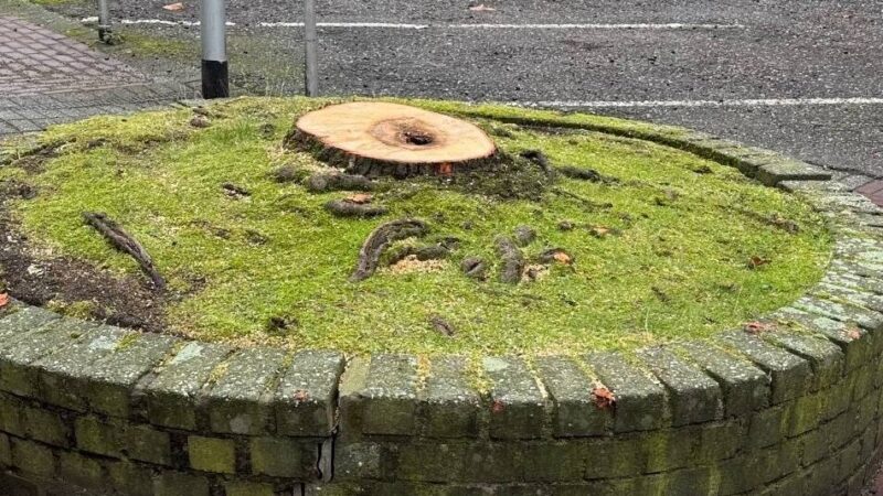 Baumkommission in Nettetal nimmt Arbeit auf: Acht Bäume müssen weichen – fünf bleiben bestehen