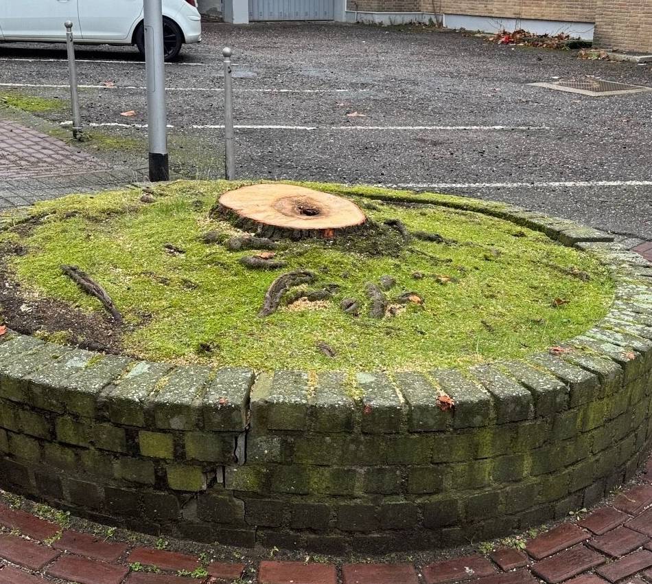 Baumkommission in Nettetal nimmt Arbeit auf: Acht Bäume müssen weichen – fünf bleiben bestehen