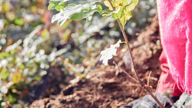 Baumpflanzaktion am 7. März: Bergwaldprojekt kommt nach Willich