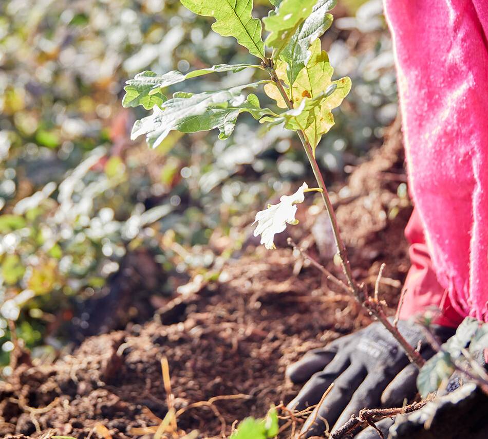 Baumpflanzaktion am 7. März: Bergwaldprojekt kommt nach Willich