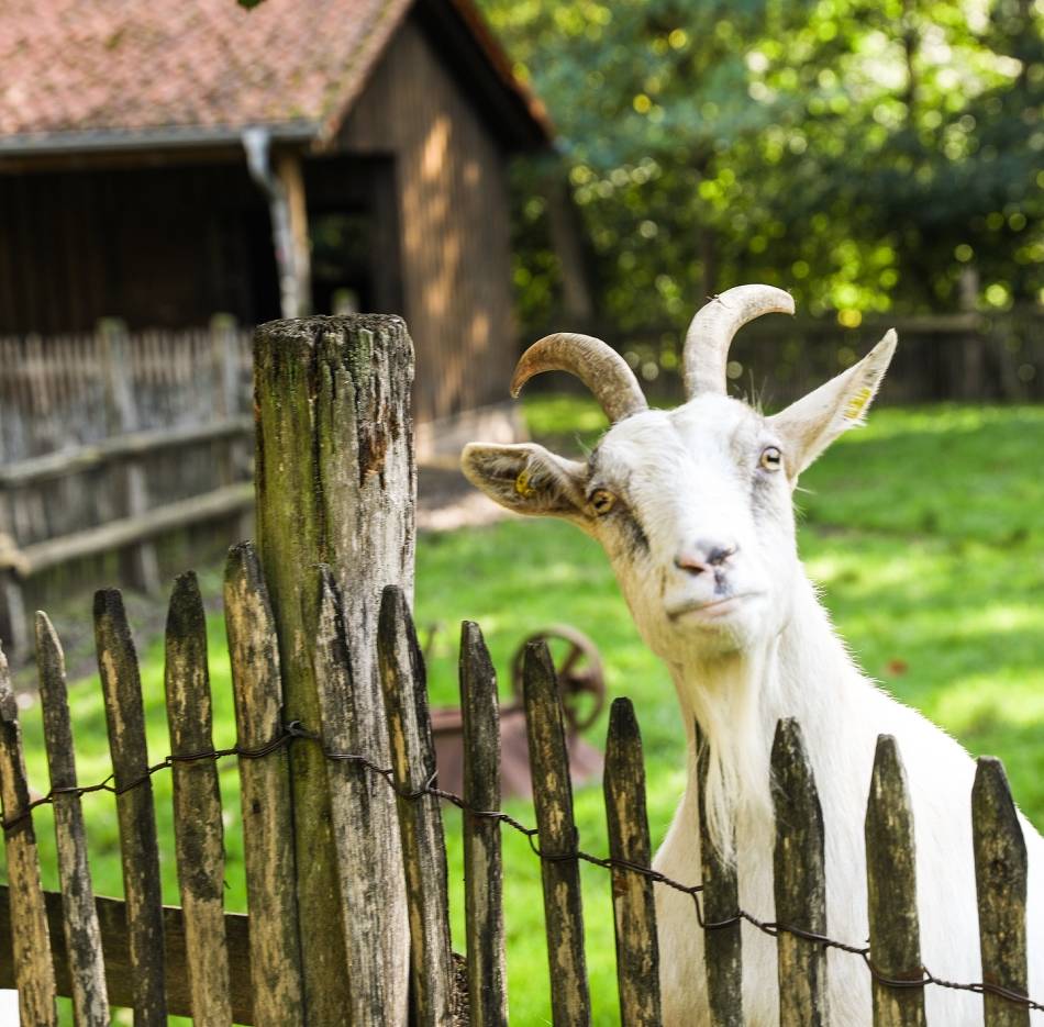 Ausflüge und Events – Alternativen zum Karneval: Was Karnevalsmuffel im Rhein-Kreis Neuss unternehmen können