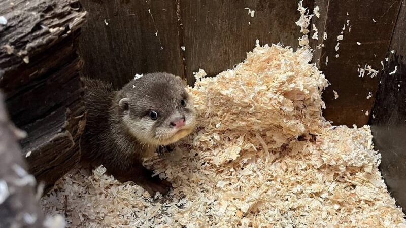 Tierischer Nachwuchs: Zwergotterjunges im Tiergarten Kleve zeigt sich erstmals den Besuchern