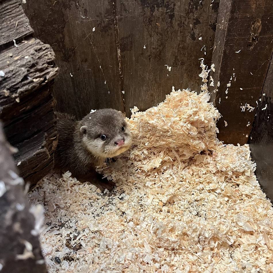 Tierischer Nachwuchs: Zwergotterjunges im Tiergarten Kleve zeigt sich erstmals den Besuchern