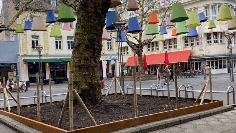 Umbau an der Rheinstraße: Baumscheiben-Vergrößerung in Krefeld bringt mehrere Vorteile