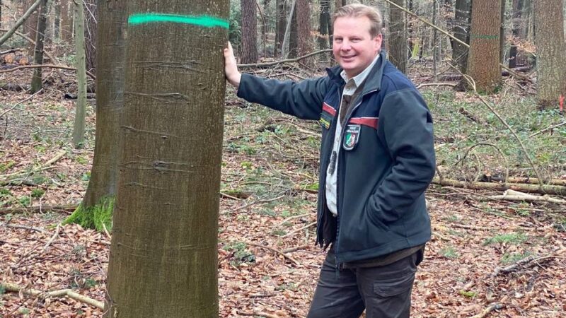 Holzernte bis März: Welche Bäume in Dormagen weichen müssen
