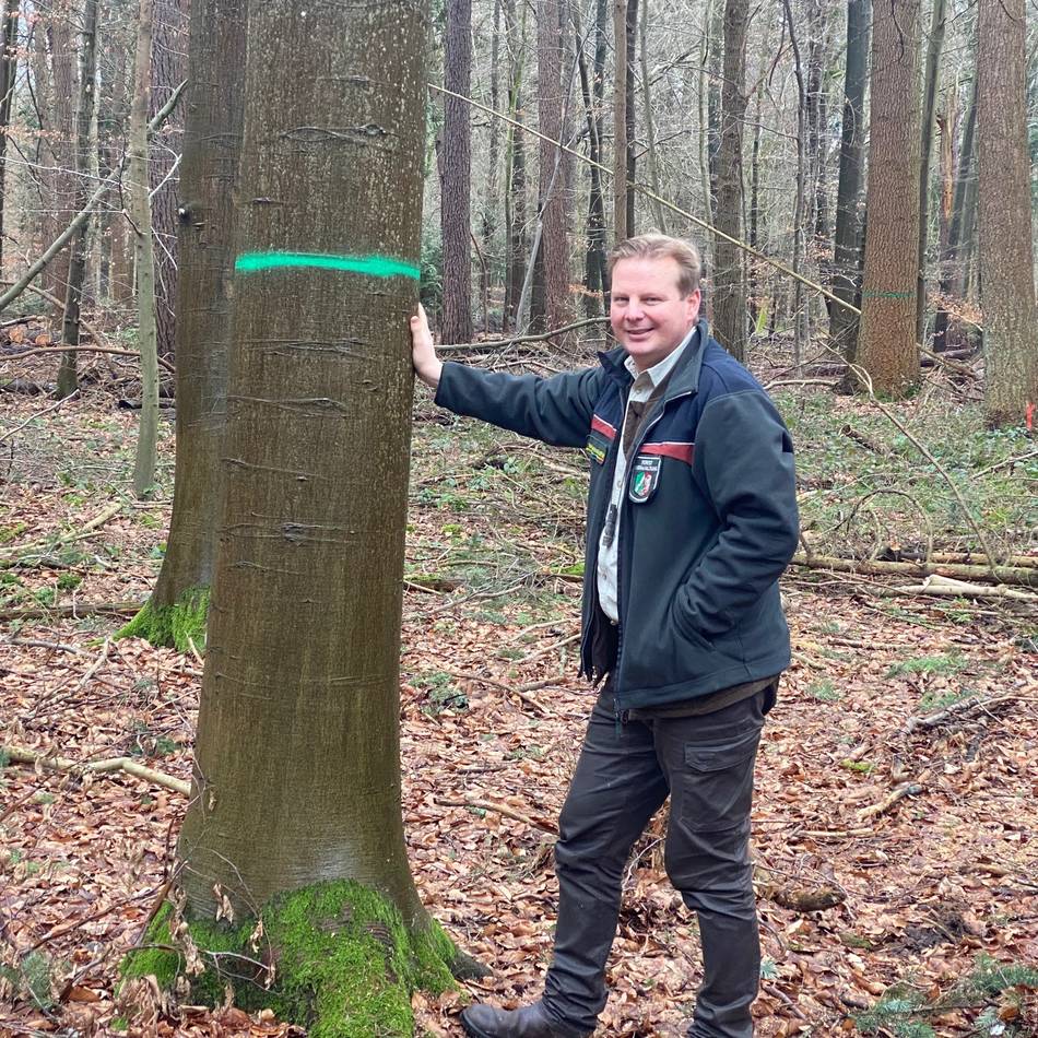 Holzernte bis März: Welche Bäume in Dormagen weichen müssen