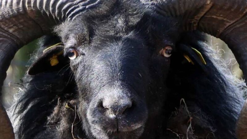 Natur und Kultur fürs Wochenende: Von bunten Blumen bis flauschigen Herzensbrechern – das ist in Leverkusen los