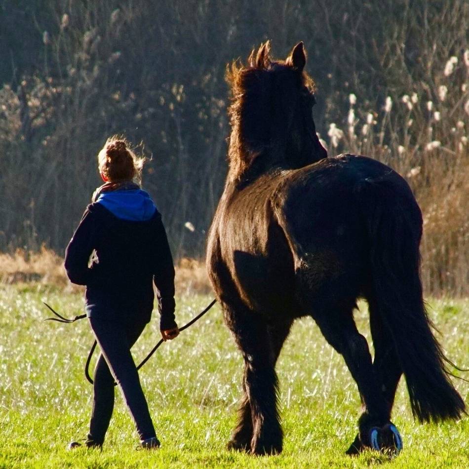 Ponyexpress Brüggen richtet „ultimativen Pferdecup“ aus: Neuer Wettbewerb belohnt Ausritte mit Pferd, Esel oder Muli