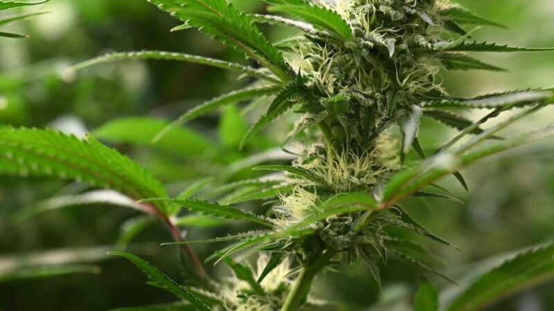 Cannabisplantage in Grevenbroich entdeckt: Polizei will Haftbefehl vollstrecken – Mann öffnet Tür im Drogenrausch