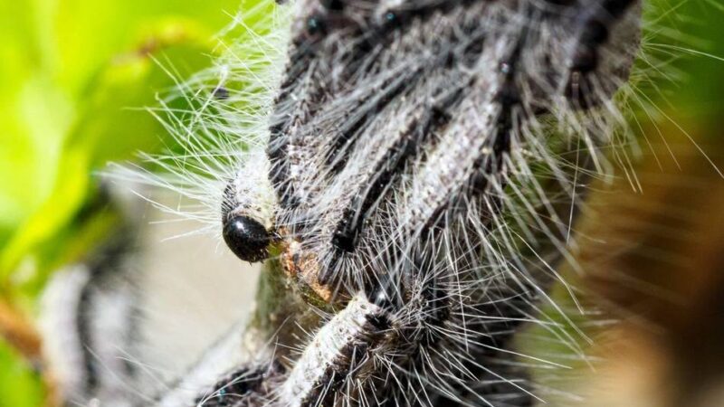 Bekämpfung des Eichenprozessionsspinners: Gemeinde Sonsbeck bietet erstmals Vermittlungsservice an