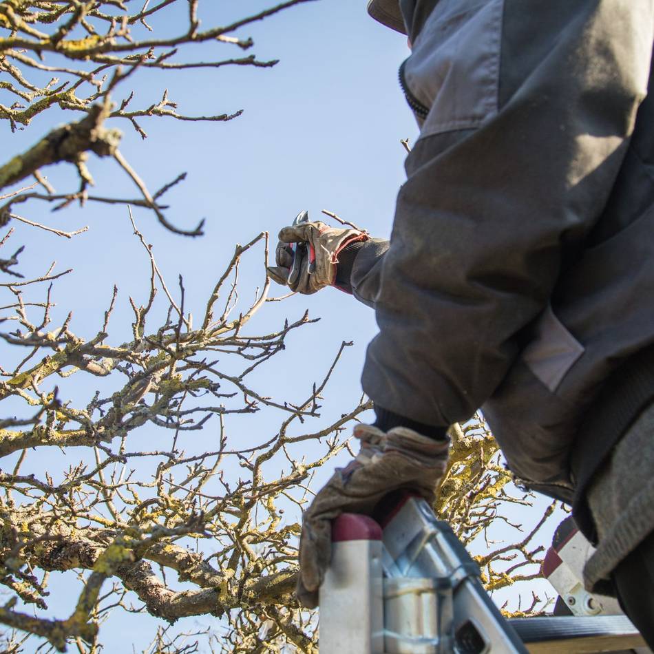 Bei Gartenarbeiten beachten: Starke Gehölzrückschnitte nur noch wenige Tage erlaubt