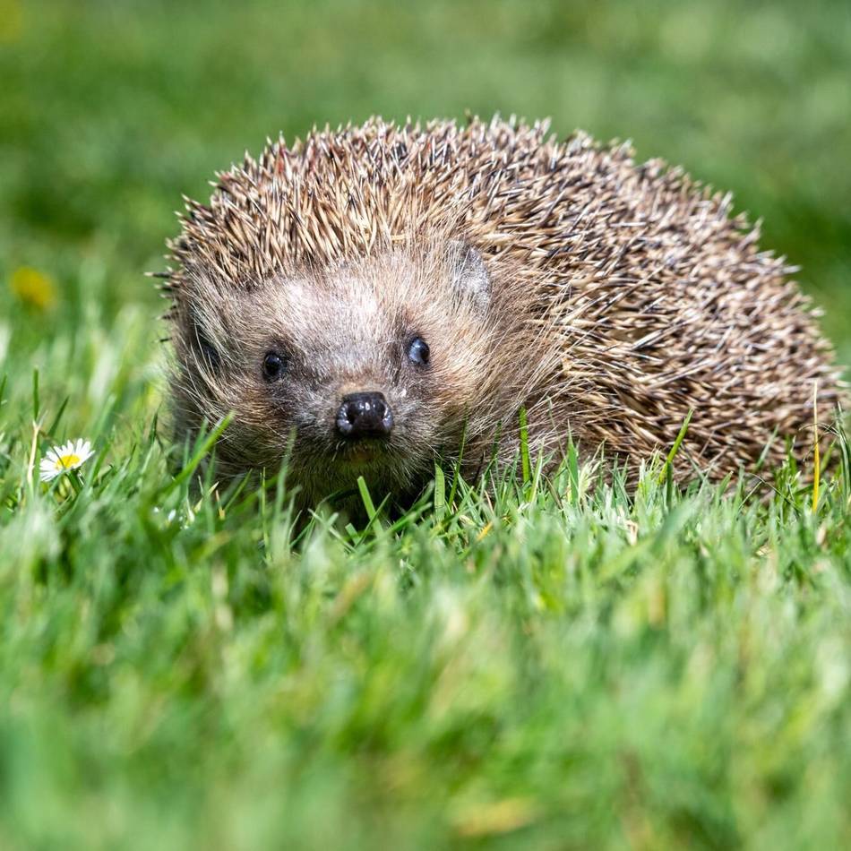 Nabu Jüchen informiert: Der Natur beim Aufwachen helfen
