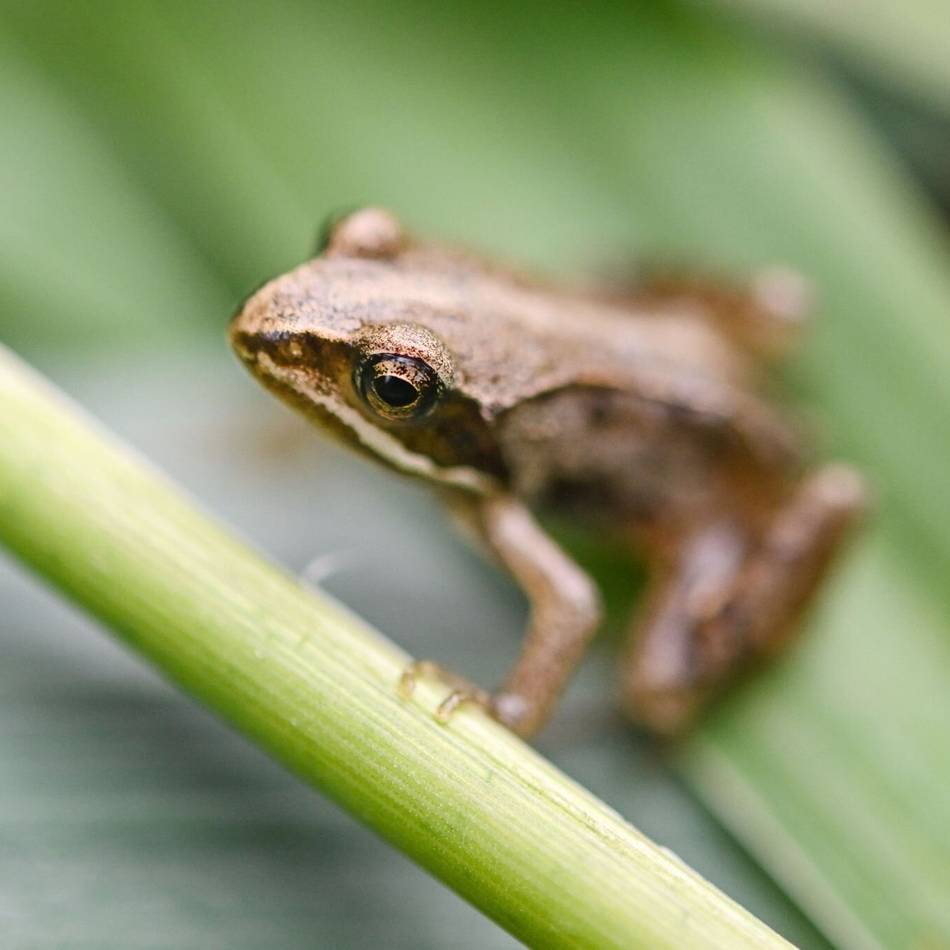 Naturschutz in Geldern: Nabu setzt Zäune und Schranken wegen der Krötenwanderung