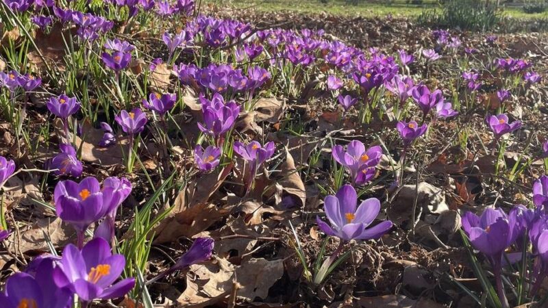 Frühlingsboten im Erkelenzer Land: In der Natur regt sich vorsichtig neues Leben