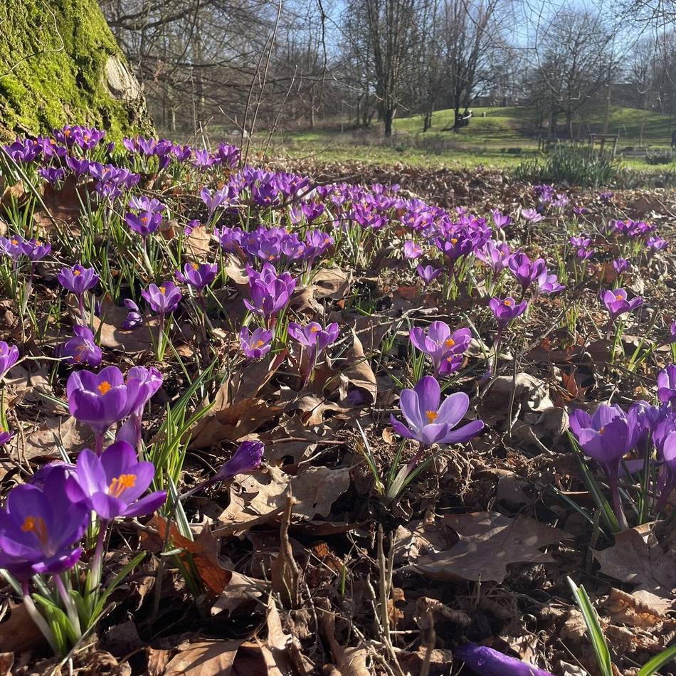 Frühlingsboten im Erkelenzer Land: In der Natur regt sich vorsichtig neues Leben
