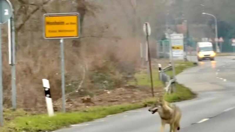 Nach Sichtungen in Düsseldorf, Hilden und Monheim: Wolf in Leverkusen sorgt für Unterbrechung des Karnevalszugs
