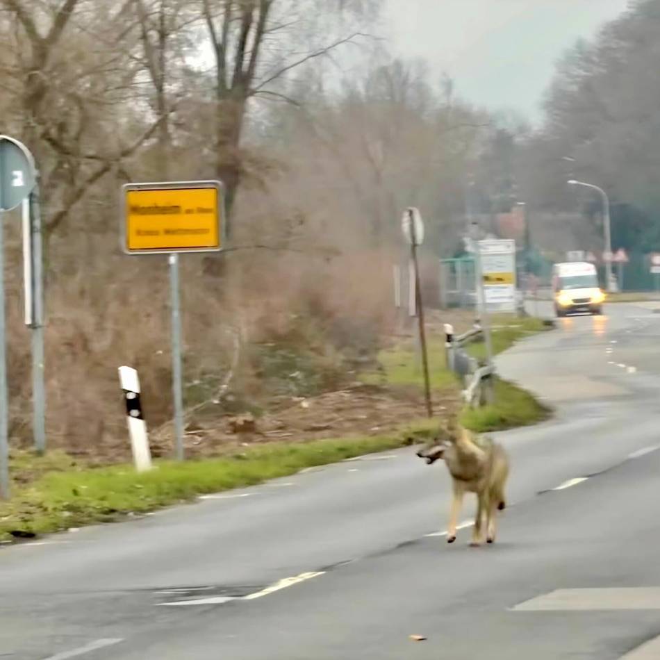 Nach Sichtungen in Düsseldorf, Hilden und Monheim: Wolf in Leverkusen sorgt für Unterbrechung des Karnevalszugs