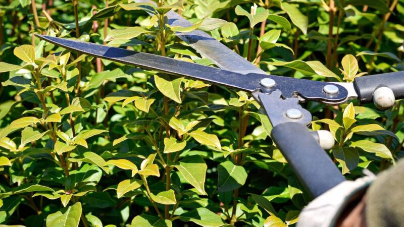 Naturschutz in Meerbusch: Ab März gilt für Gartenbesitzer ein Fäll- und Schnittverbot