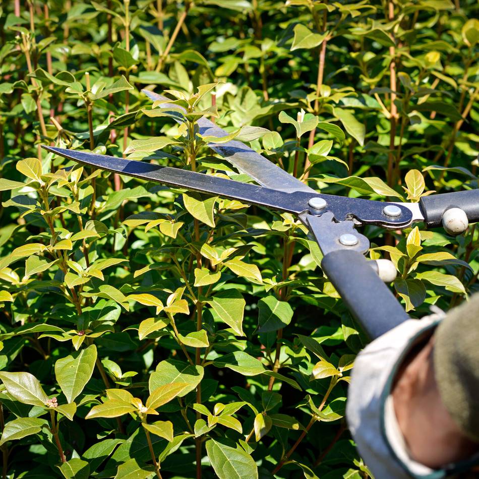 Naturschutz in Meerbusch: Ab März gilt für Gartenbesitzer ein Fäll- und Schnittverbot