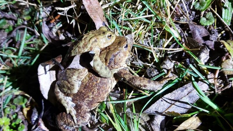 Amphibienwanderung an der Broicherseite in Kaarst: Nabu rettet bereits über 900 Tiere
