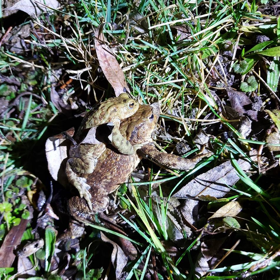 Amphibienwanderung an der Broicherseite in Kaarst: Nabu rettet bereits über 900 Tiere