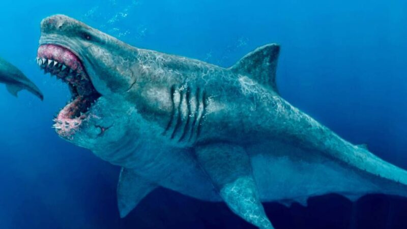 Größter Raubfisch aller Zeiten: Jannis (6) findet Zahn von Urzeit-Hai Megalodon im Rhein