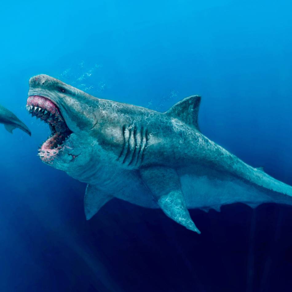 Größter Raubfisch aller Zeiten: Jannis (6) findet Zahn von Urzeit-Hai Megalodon im Rhein