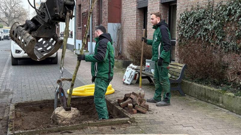 Neue Bäume für Goch: Stadt pflanzt Bäume nach in der Innenstadt