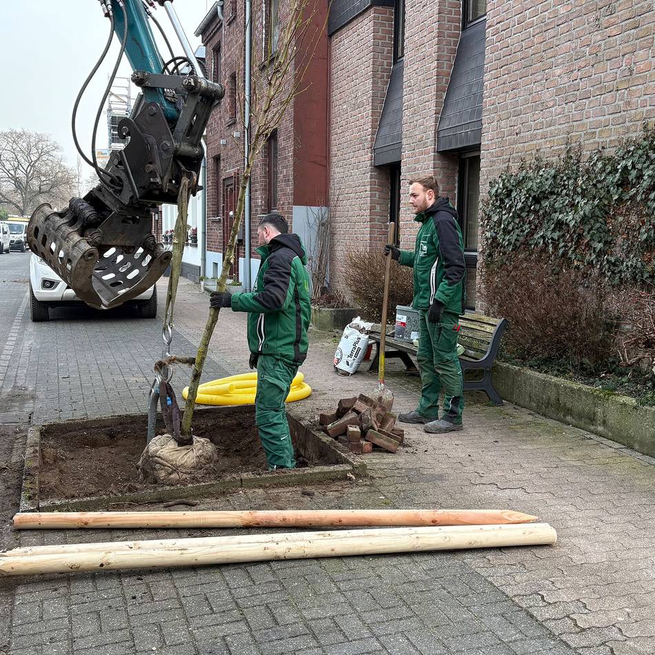 Neue Bäume für Goch: Stadt pflanzt Bäume nach in der Innenstadt