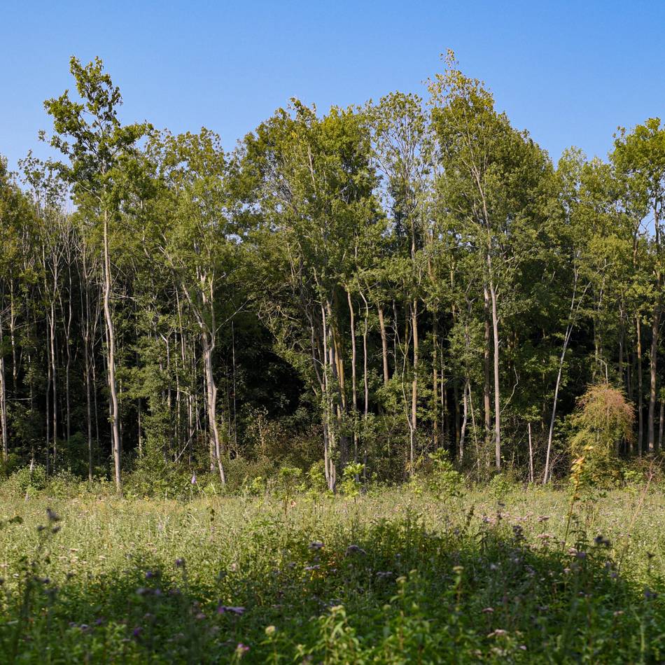Umweltausschuss in Korschenbroich: Warum der Anteil an Laubbäumen zunimmt