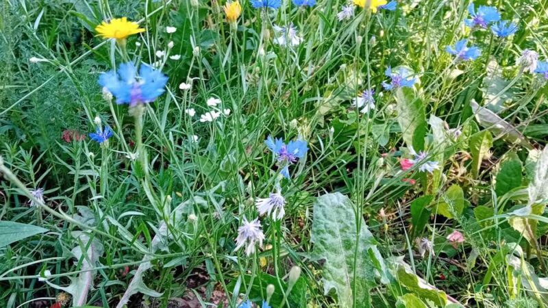 Artenvielfalt in Krefeld: Mehr Blühflächen für Kleintiere in Krefeld