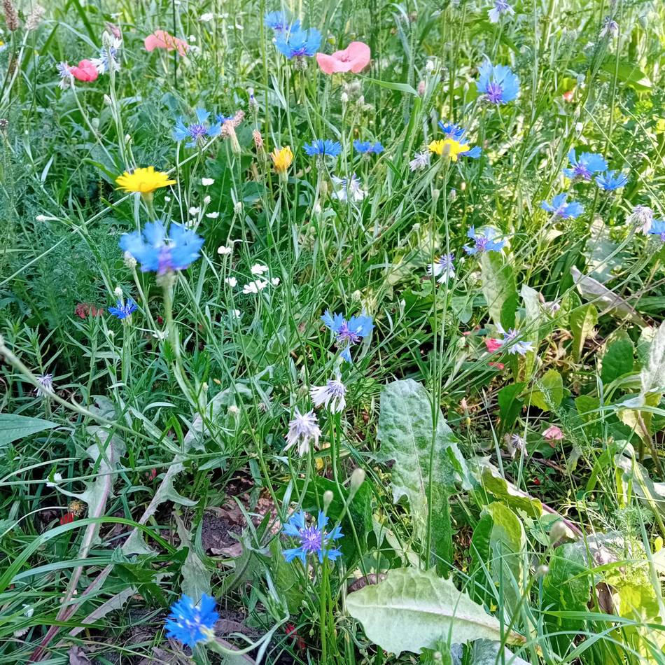 Artenvielfalt in Krefeld: Mehr Blühflächen für Kleintiere in Krefeld