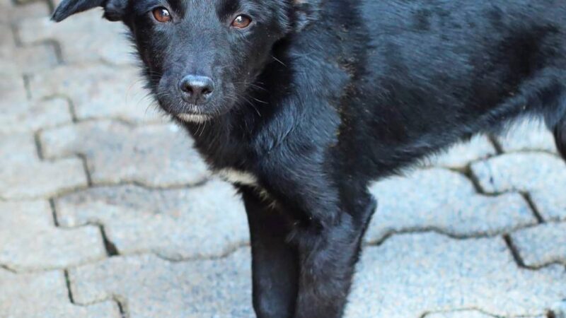 „Tier der Woche“ in Wermelskirchen: „Miranda“ möchte die Welt neu entdecken